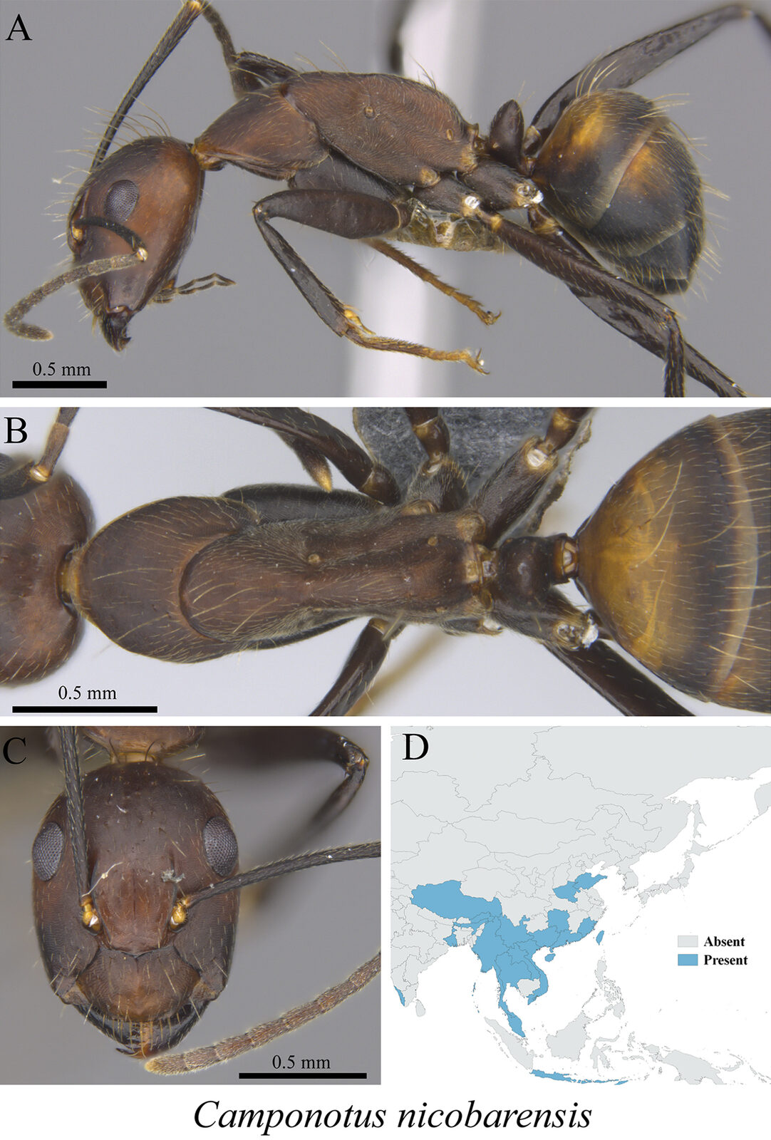 Camponotus nicobarensis