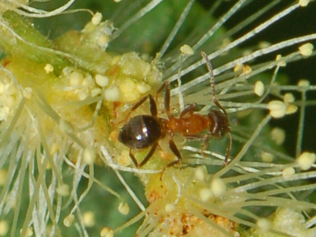 Lasius emarginatus