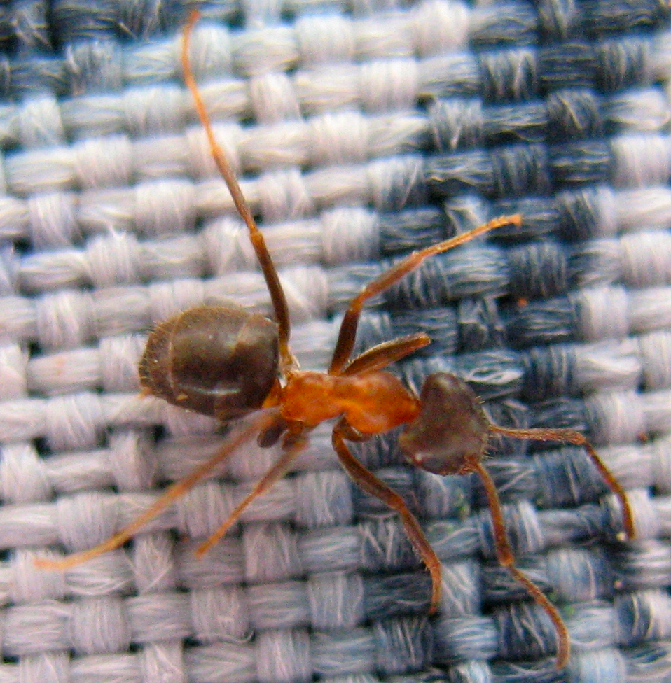 Une lasius emarginatus prise avec mon Canon Powershot A620