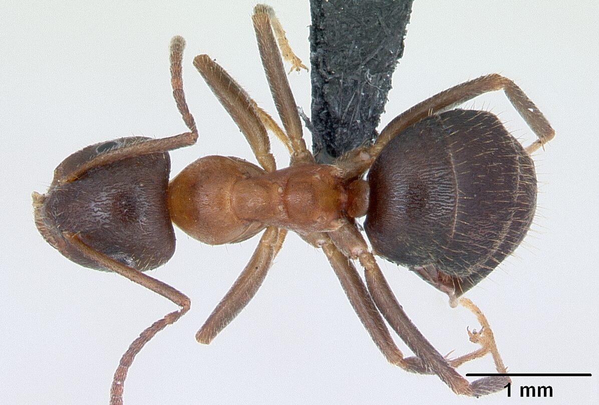 Dorsal view of ant Lasius emarginatus specimen casent0172762