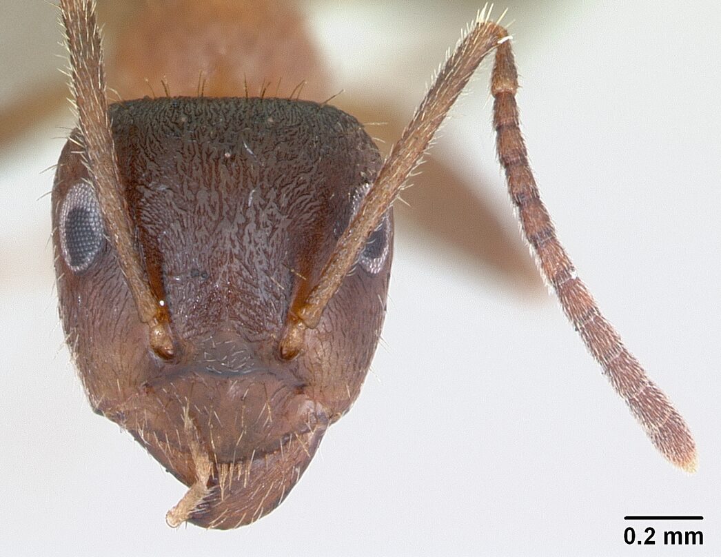 Head view of ant Lasius emarginatus specimen casent0172762