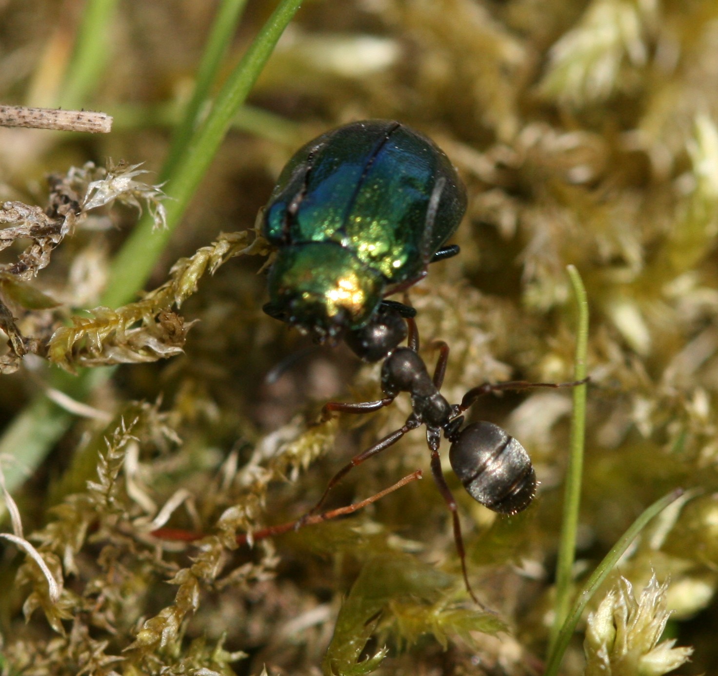 Black garden ants tending aphids
