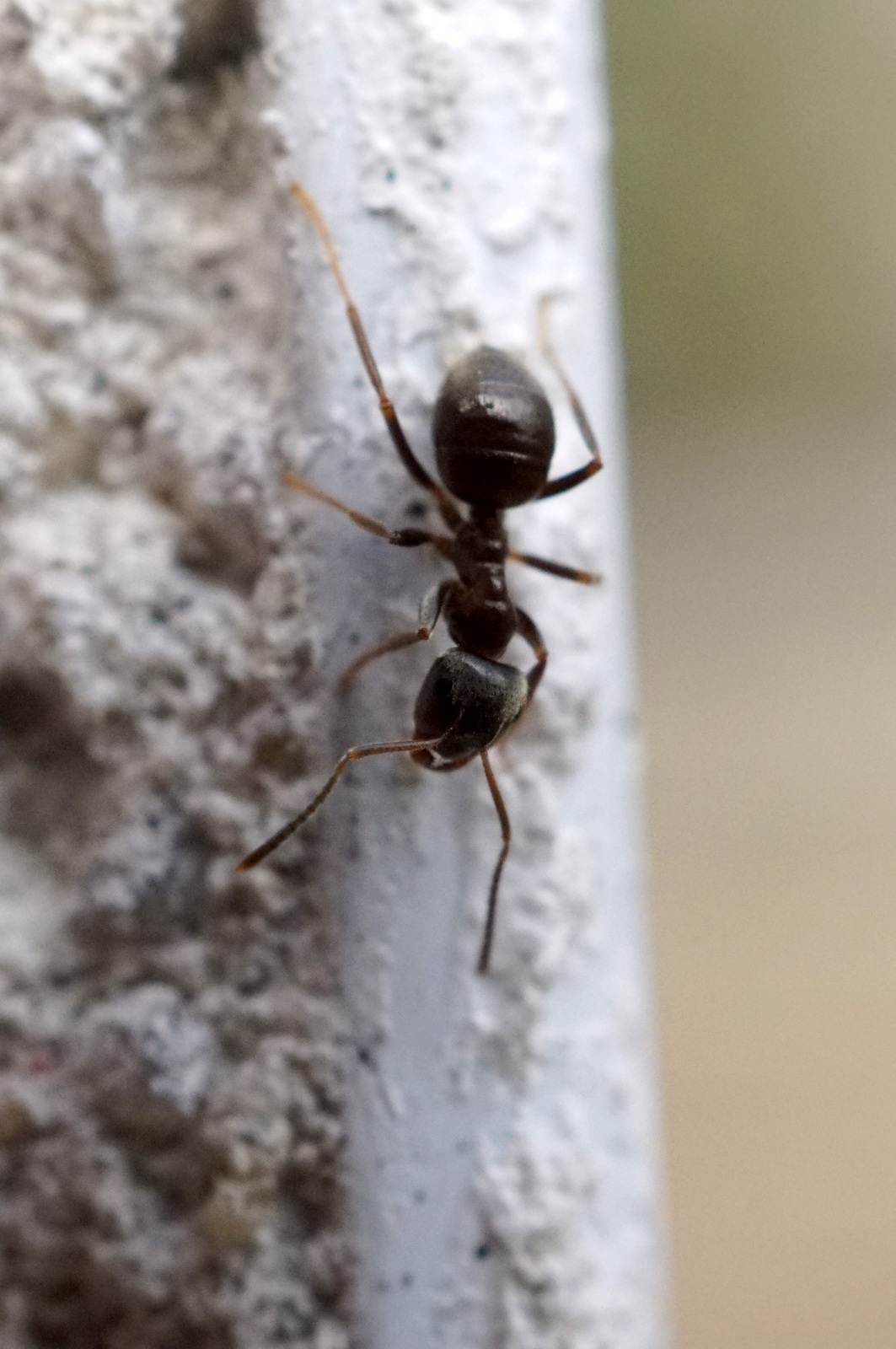 Black garden ants tending aphids