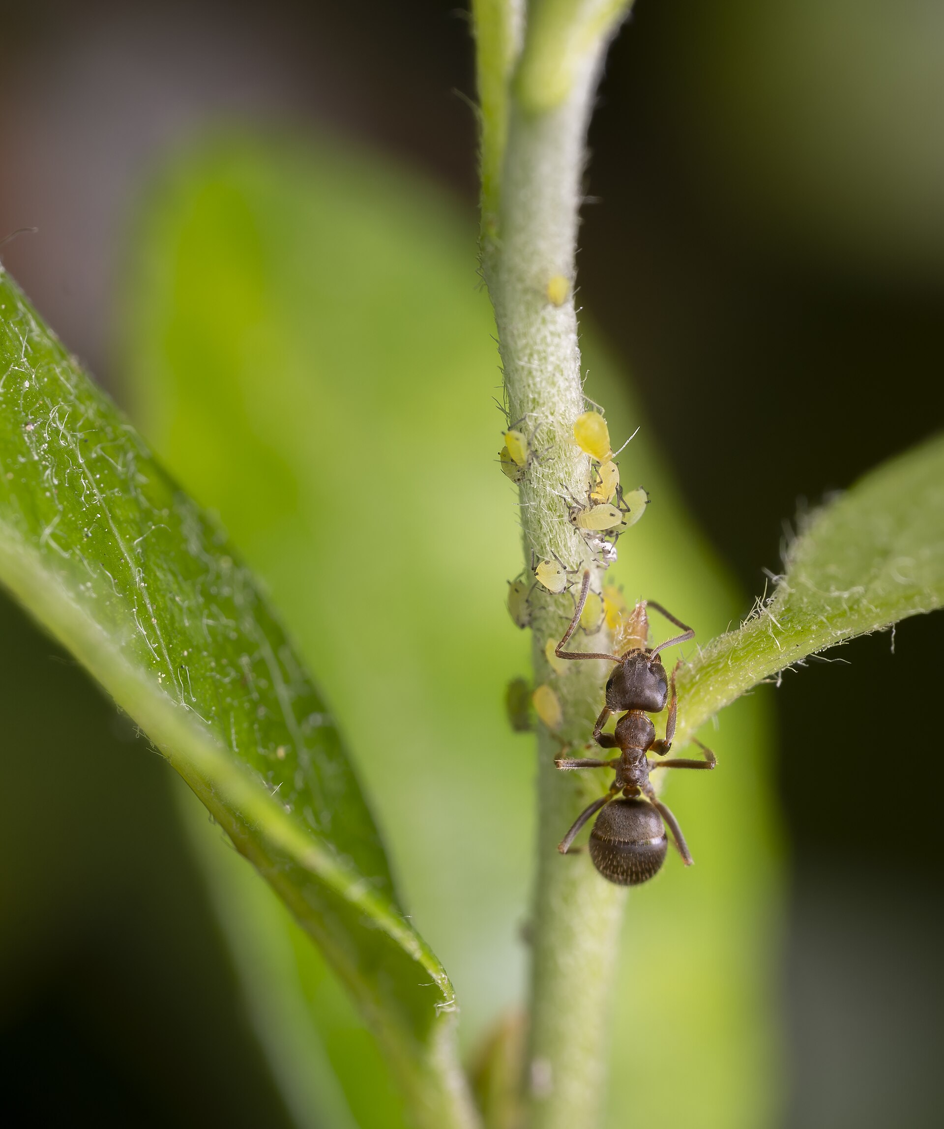Cocoons of Black Garden Ant Lasius Niger tended by adults