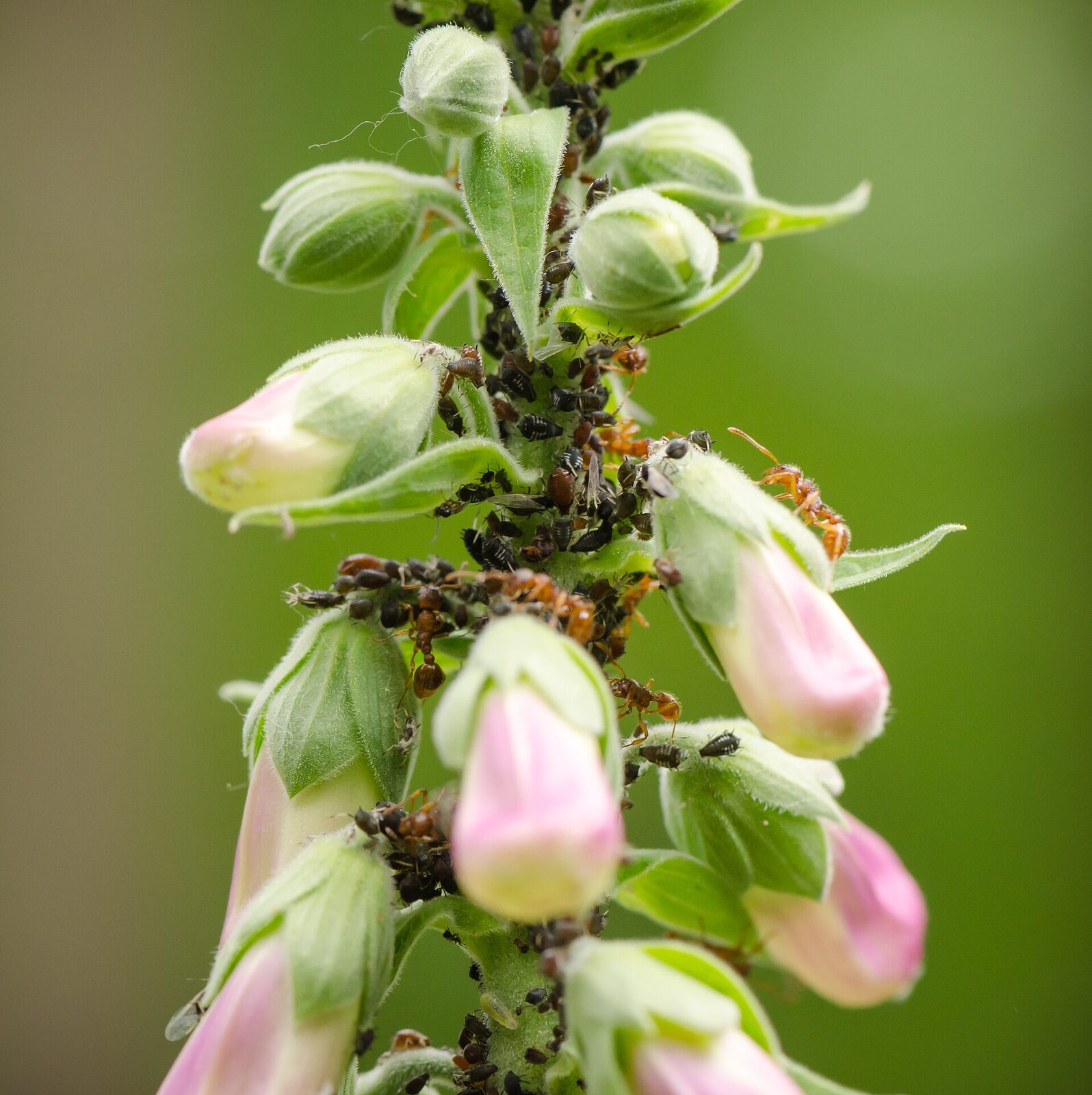 Ants ( Myrmica rubra ) cultivating/milking afids ( Aphis fabae ) on Purple Foxglove ( Digitalis purpurea ), Hesse, Germany. In the marked part of the image (cf. image note), a parasitic wasp is visible. Parasitic wasps can lay eggs in aphids undisturbed by the ants, because they have a chemical camouflage such that the ants think that they are either other ants or are aphids. Acknowledgement: Many thanks to Hugh Loxdale, Richard Harrington and to the user Biopics for their help in assigning the aphid species and for providing additional information. According to the two experts Hugh Loxdale and Richard Harrington, the aphid species on the photo is apparently Aphis fabae .