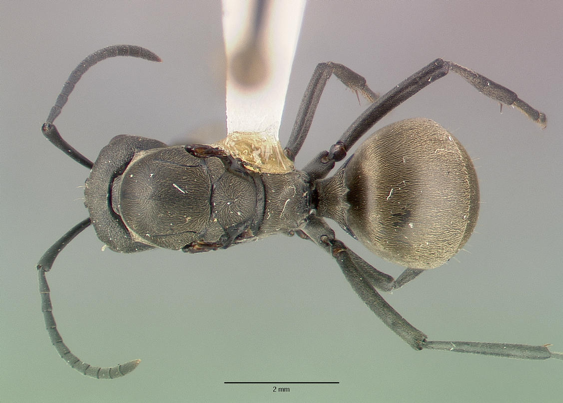 Dorsal view of ant Polyrhachis dives specimen castype06933 .