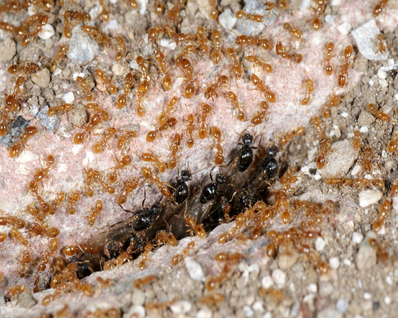 File:Solenopsis fugax male alates swarming at nest entrance 3.jpg -  Wikimedia Commons