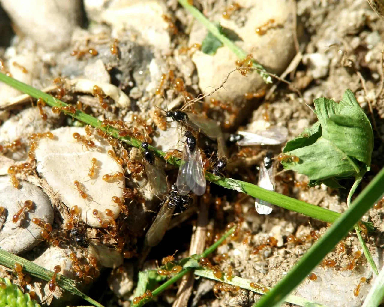 Solenopsis fugax - Facts, Diet, Habitat & Pictures on Animalia.bio