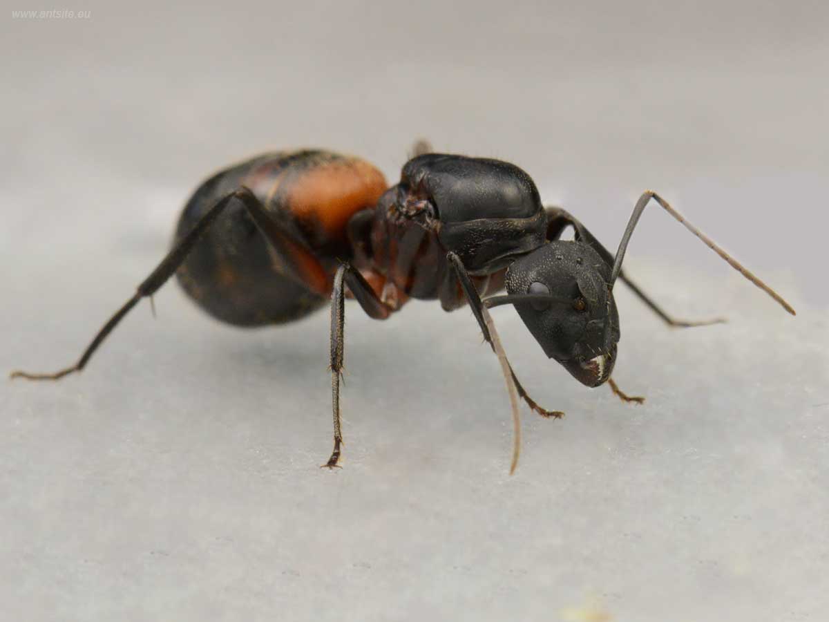 Camponotus cruentatus 2
