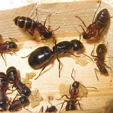 Camponotus herculeanus