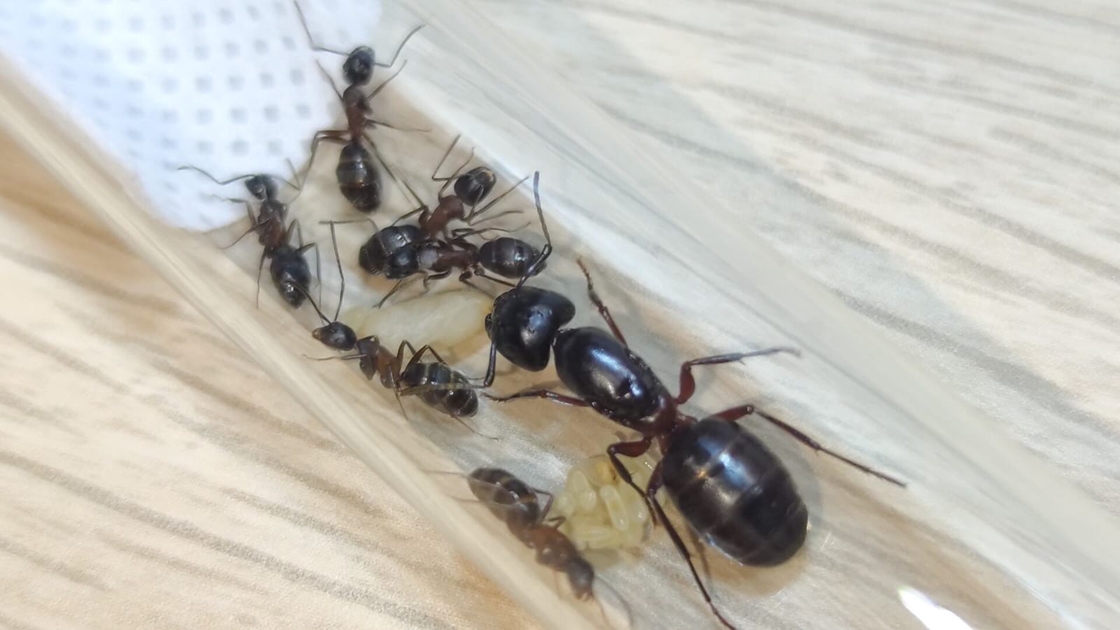 Camponotus herculeanus 4