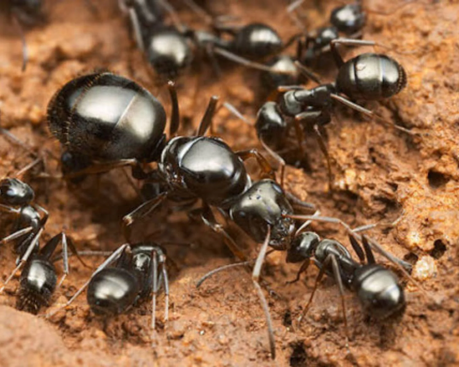 Formica Fusca 4