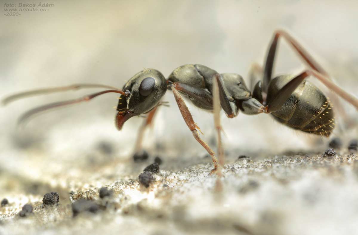Formica Fusca 1