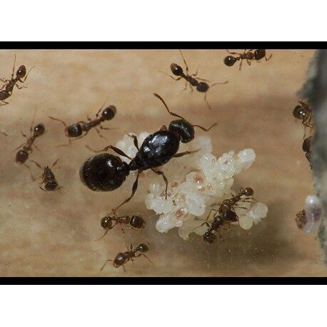 Tetramorium caespitum