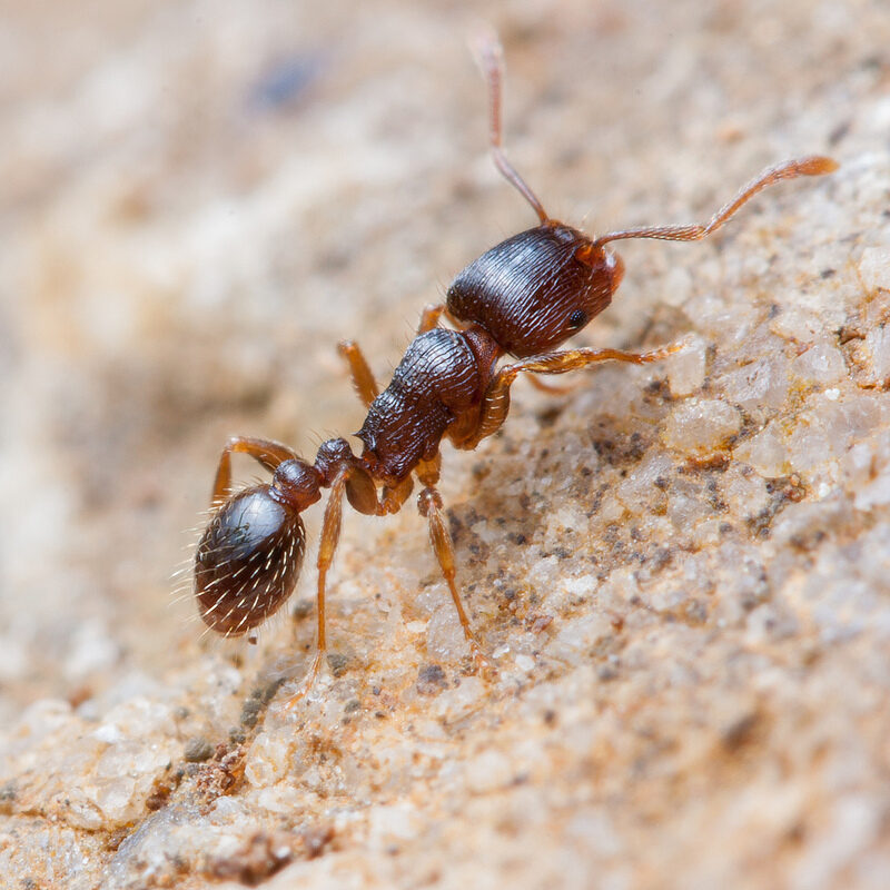 Tetramorium caespitum