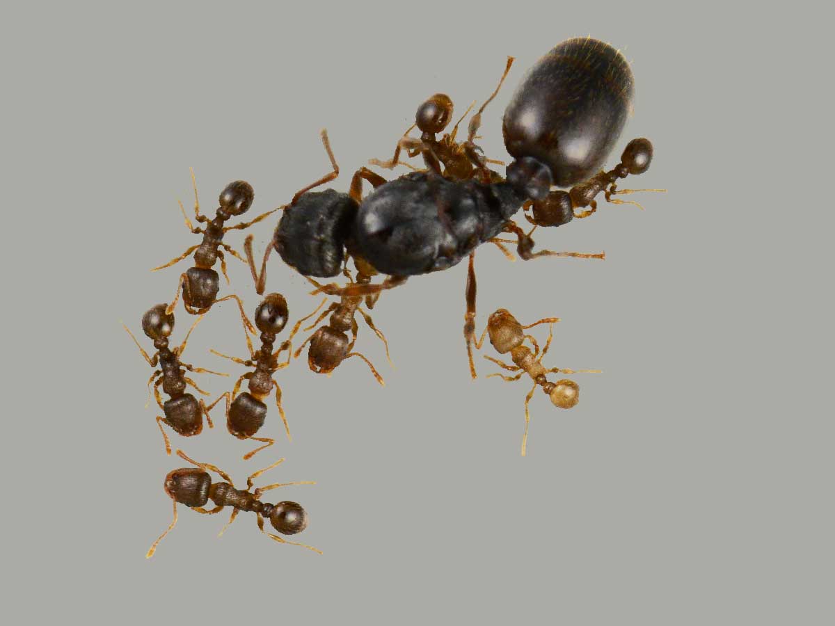 Tetramorium Caespitum 3
